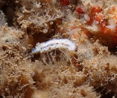 Hypselodoris peasei
