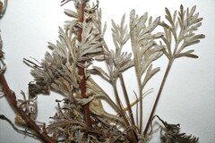Artemisia campestris canadensis