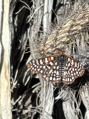 Euphydryas chalcedona hennei