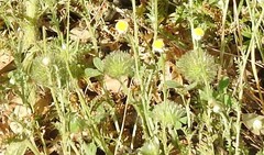 Trifolium cherleri