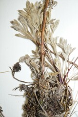Artemisia campestris canadensis