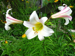 Lilium regale