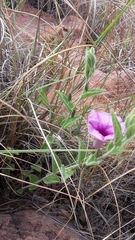 Ipomoea transvaalensis