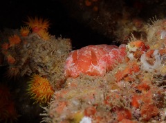 Hexabranchus