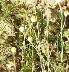 Anthemis arvensis