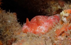 Hexabranchus