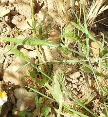 Dactylis glomerata hispanica