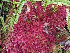 Sphagnum rubellum