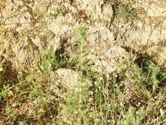 Dactylis glomerata hispanica