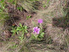 Senecio macrocephalus