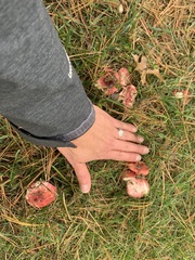 Russula tenuiceps