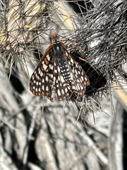 Euphydryas chalcedona hennei