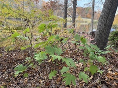 Hydrangea quercifolia