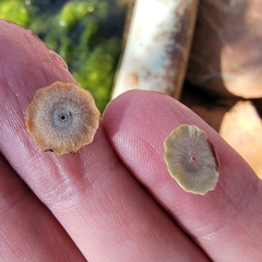 Andricus pattersonae