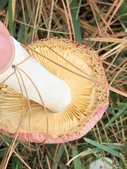 Russula tenuiceps