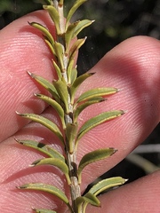 Freylinia densiflora