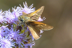 Polites themistocles