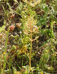 Centaurea calcitrapa
