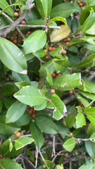 Ilex opaca