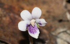 Viola sieberiana