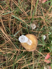 Russula tenuiceps