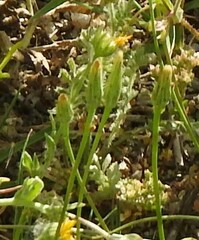 Hypochaeris glabra