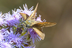 Polites themistocles