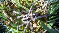 Schizocosa malitiosa