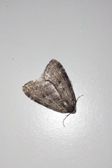 Epirrita dilutata