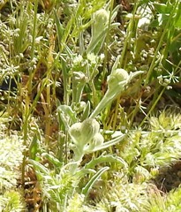 Andryala integrifolia