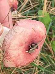 Russula tenuiceps