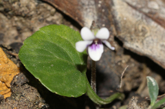 Viola sieberiana