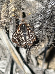 Euphydryas chalcedona hennei