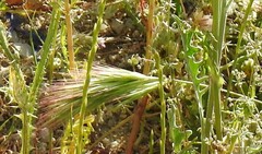 Bromus rubens