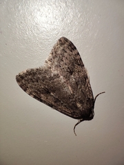 Epirrita dilutata