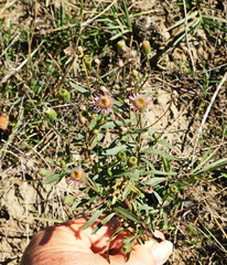 Erigeron acris podolicus