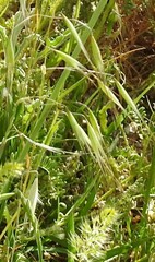 Bromus tectorum