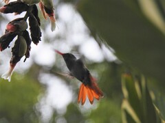 Amazilia tzacatl