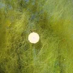 Andricus pattersonae