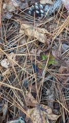 Protichneumon grandis