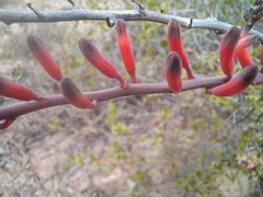 Astroloba rubriflora