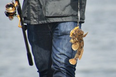 Halobatrachus didactylus