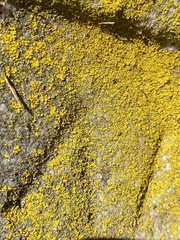 Candelariella aurella