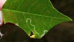 Caloptilia triadicae