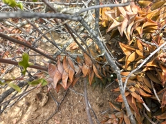 Astroloba rubriflora