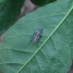 Coccinellini