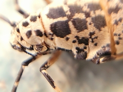Erannis tiliaria