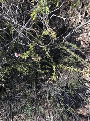 Freylinia densiflora