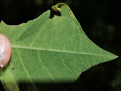 Caloptilia triadicae