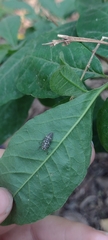Coccinellini